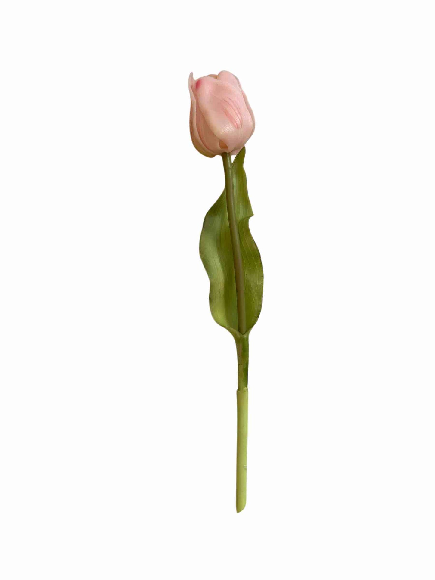 TULIPANO ROSA aperto