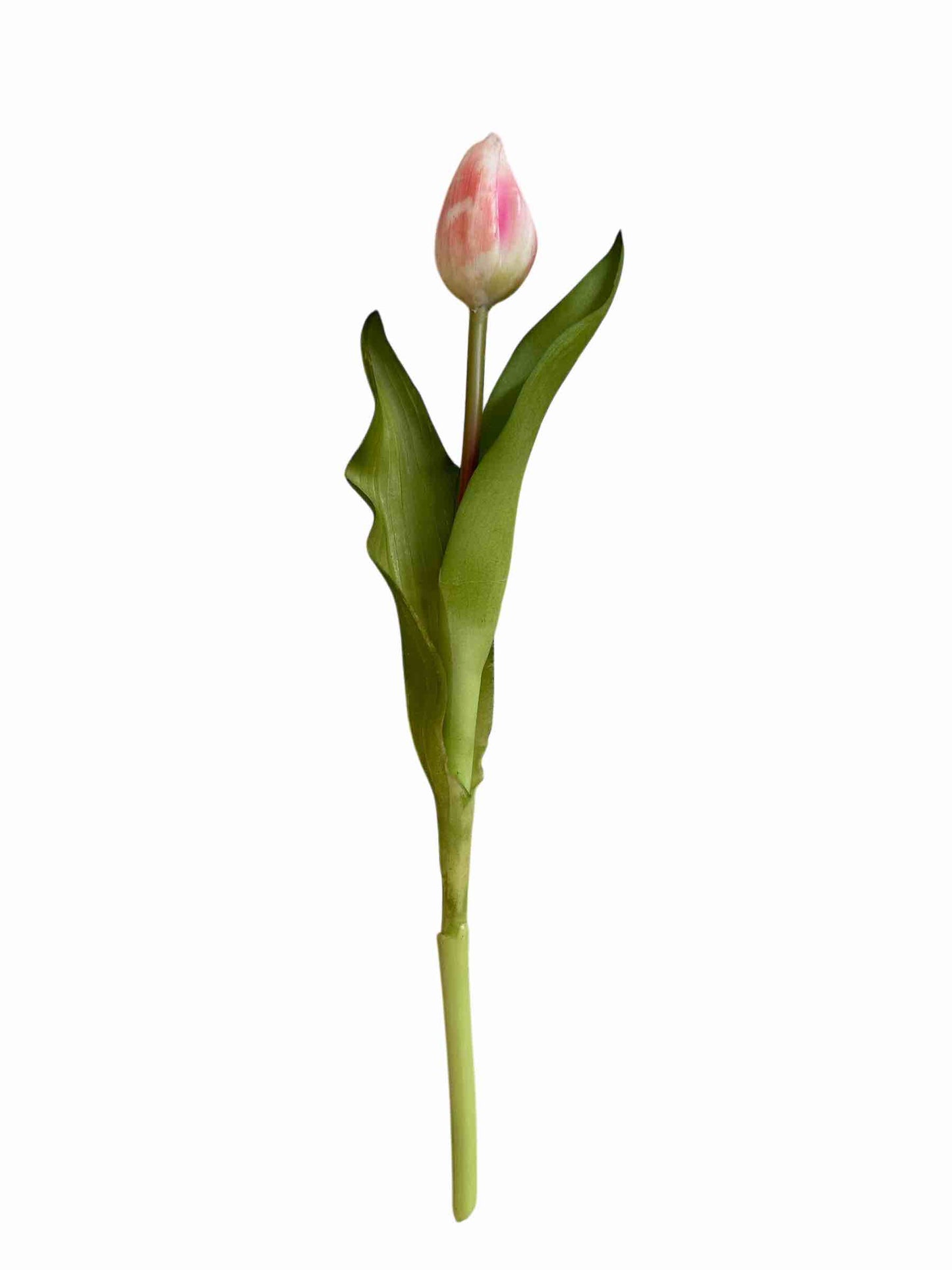 TULIPANO ROSA chiuso